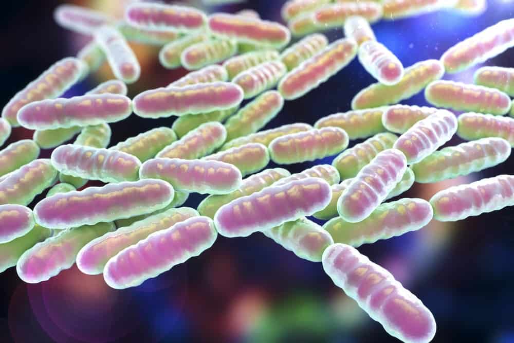 Probiotiques