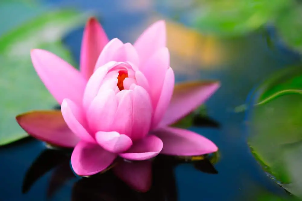 Résultat de recherche d'images pour "fleur de lotus"